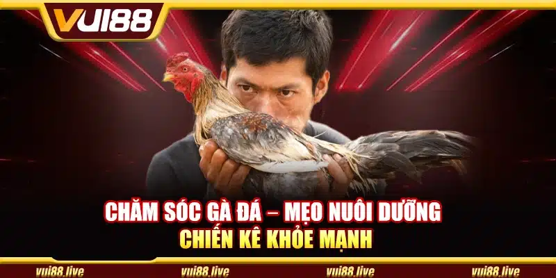 Chăm sóc gà đá – Mẹo nuôi dưỡng chiến kê khỏe mạnh