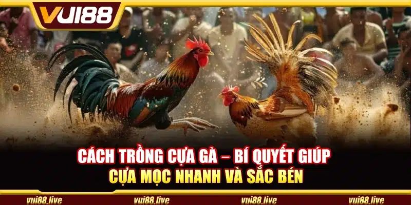 Cách trồng cựa gà – Bí quyết giúp cựa mọc nhanh và sắc bén