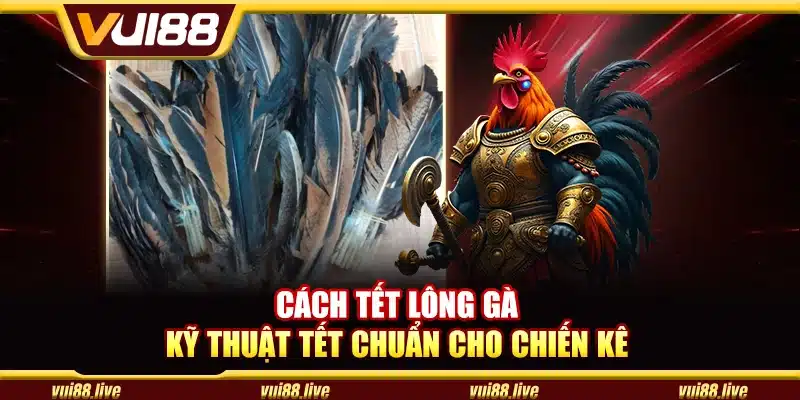 Cách tết lông gà – Kỹ thuật tết chuẩn cho chiến kê