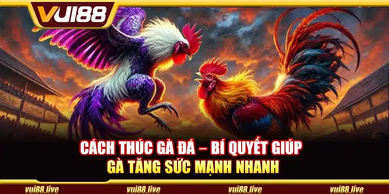 Cách thúc gà đá – Bí quyết giúp gà tăng sức mạnh nhanh