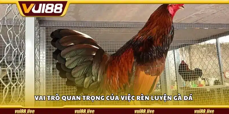 Vai trò quan trọng của việc rèn luyện gà đá