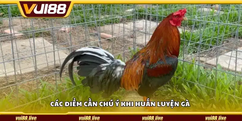 Các điểm cần chú ý khi huấn luyện gà