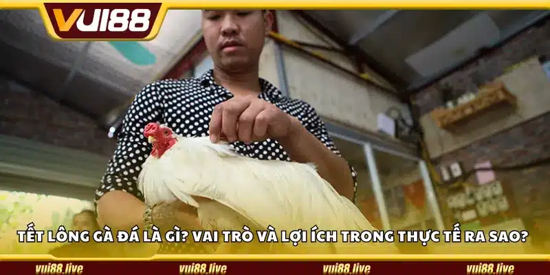 Tết lông gà đá là gì? Vai trò và lợi ích trong thực tế ra sao?