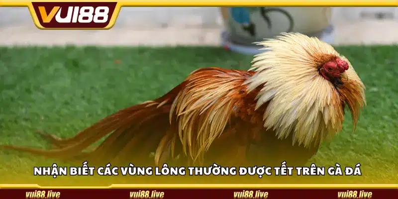 Nhận biết các vùng lông thường được tết trên gà đá