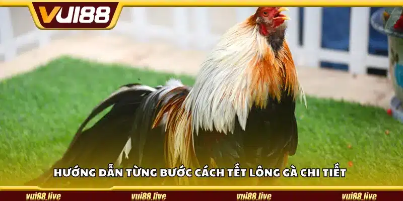 Hướng dẫn từng bước cách tết lông gà chi tiết