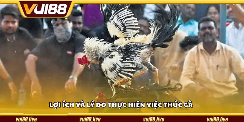 Lợi ích và lý do thực hiện việc thúc gà