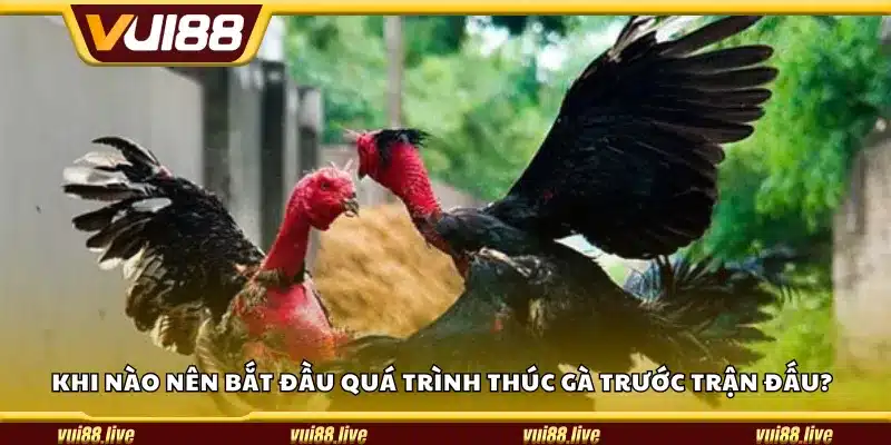 Khi nào nên bắt đầu quá trình thúc gà trước trận đấu?