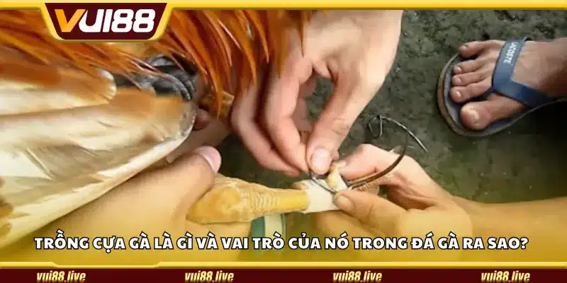 Trồng cựa gà là gì và vai trò của nó trong đá gà ra sao?