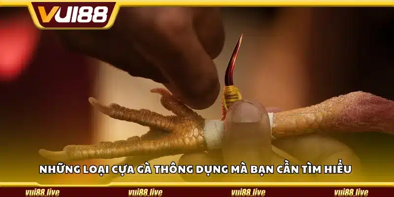 Những loại cựa gà thông dụng mà bạn cần tìm hiểu