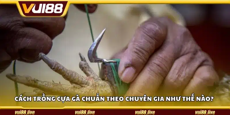 Cách trồng cựa gà chuẩn theo chuyên gia như thế nào?