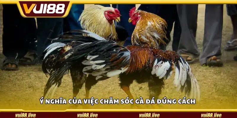 Ý nghĩa của việc chăm sóc gà đá đúng cách