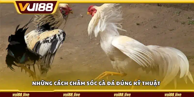 Những cách chăm sóc gà đá đúng kỹ thuật