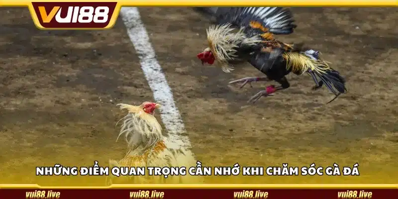 Những điểm quan trọng cần nhớ khi chăm sóc gà đá